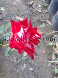 ROSA SPP. (Kırmızı beyaz renkli TÜRKİYEM gül) FİDANI - 2