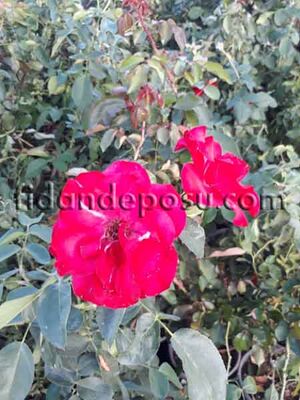 ROSA SPP. (Kırmızı peyzaj gülü) FİDANI - 
