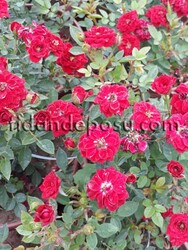 ROSA SPP. (Kırmızı renkli minyatür gül) FİDANI - 