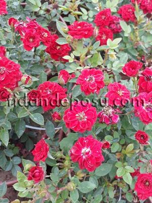 ROSA SPP. (Kırmızı renkli minyatür gül) FİDANI - 