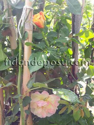 ROSA SPP. ( Kırmızı-sarı renkli sarmaşık gül) FİDANI - 