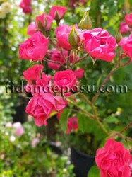  - ROSA SPP. (Kırmızı renkli ponpon sarmaşık gül) FİDANI