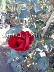  - ROSA SPP. ( Kırmızı renkli sarmaşık gül) FİDANI