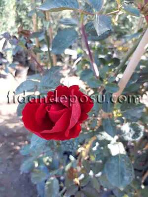 ROSA SPP. ( Kırmızı renkli sarmaşık gül) FİDANI - 