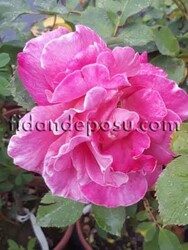  - ROSA SPP. (Kokulu Açık pembe renkli gül) FİDANI