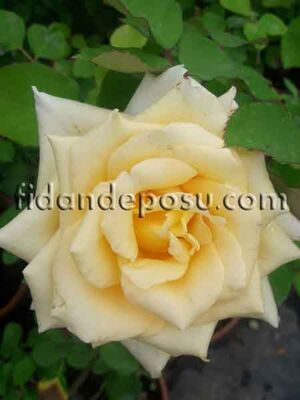 ROSA SPP. (Kokulu açık sarı renkli gül) FİDANI - 