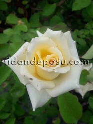 ROSA SPP. (Kokulu açık sarı renkli gül) FİDANI - 2