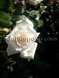 ROSA SPP. (Kokulu beyaz renkli gül) FİDANI - 1