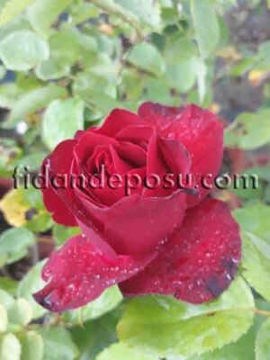 ROSA SPP. (Kokulu dikensiz kırmızı gül) FİDANI - 