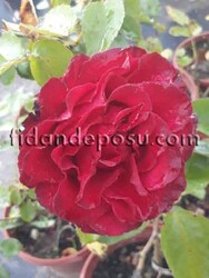 ROSA SPP. (Kokulu dikensiz kırmızı gül) FİDANI - 2
