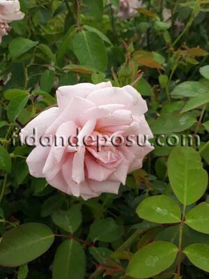 ROSA SPP. (Kokulu eflatun renkli gül) FİDANI - 