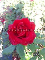 ROSA SPP. (Kokulu kadife kırmızı renkli gül) FİDANI - 1