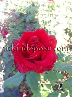 ROSA SPP. (Kokulu kadife kırmızı renkli gül) FİDANI - 