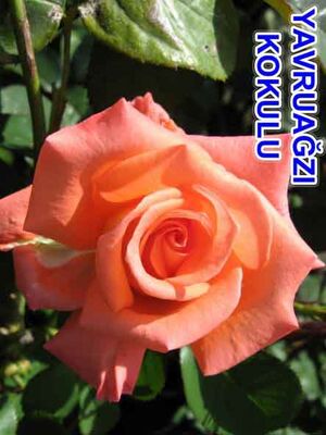 ROSA SPP. (Kokulu yavruağzı renkli gül) FİDANI - 