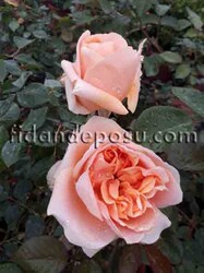 ROSA SPP. (Kokulu kahverengi renkli gül) FİDANI - 1