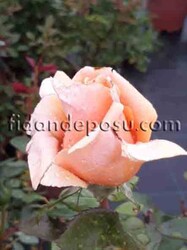 ROSA SPP. (Kokulu kahverengi renkli gül) FİDANI - 2