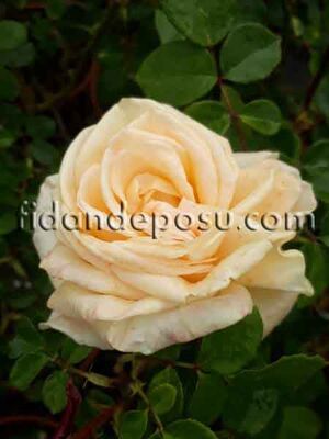 ROSA SPP. (Kokulu Krem renkli gül) FİDANI - 