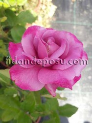  - ROSA SPP. (Kokulu mor renkli gül) FİDANI