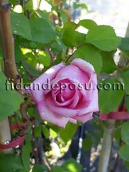  - ROSA SPP. ( Kokulu pembe renkli sarmaşık gül) FİDANI