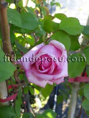 ROSA SPP. ( Kokulu pembe renkli sarmaşık gül) FİDANI - 