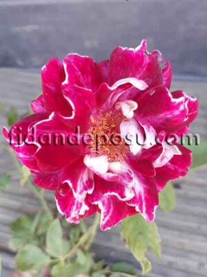 ROSA SPP. ( Karanfil sarmaşık gül ) FİDANI - 
