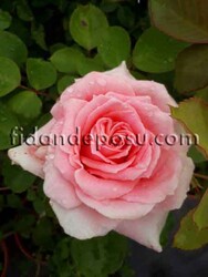 ROSA SPP. (Kokulu pudra pembesi renkli gül) FİDANI - 1