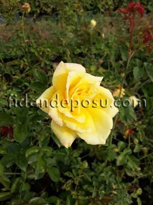 ROSA SPP. (Kokulu sarı renkli gül ) FİDANI - 