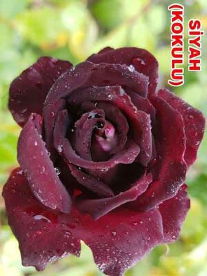 ROSA SPP. (Kokulu siyah renkli gül) FİDANI - 