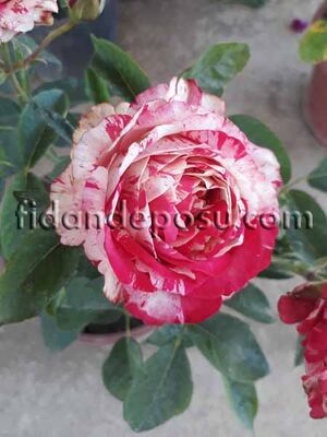 ROSA SPP. (Kokulu TÜRKİYEM -1) GÜL - 