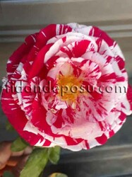 ROSA SPP. (Kokulu TÜRKİYEM-2 GÜL) FİDANI - 1