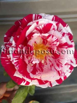  - ROSA SPP. (Kokulu TÜRKİYEM-2 GÜL) FİDANI