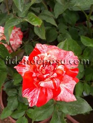 ROSA SPP. (Kokulu TÜRKİYEM -4 ) GÜL - 1