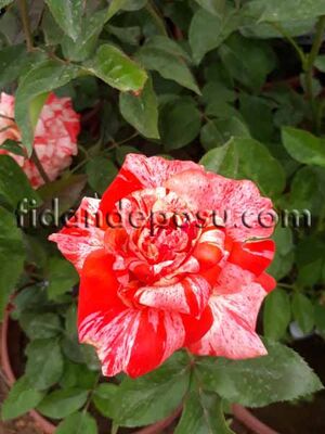 ROSA SPP. (Kokulu TÜRKİYEM -4 ) GÜL - 