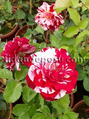  - ROSA SPP. (Kokulu TÜRKİYEM-6 ) GÜL