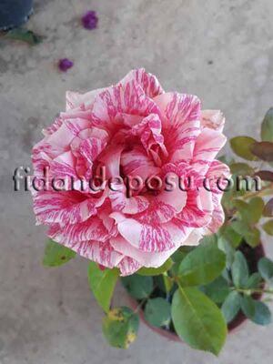 ROSA SPP. (Kokulu TÜRKİYEM-7 ) GÜL - 