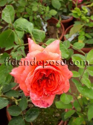 ROSA SPP. (Kokulu turuncu renkli gül) FİDANI - 