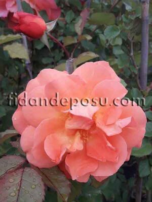 ROSA SPP. (Kokulu turuncu sarmaşık gül) FİDANI - 