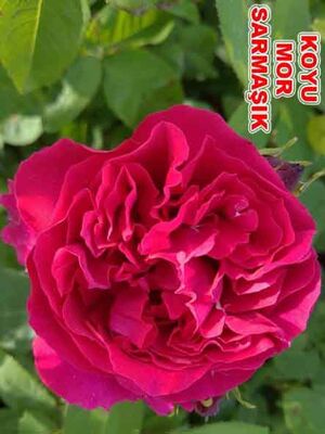 ROSA SPP. ( Kokulu koyu mor renkli sarmaşık gül) FİDANI - 