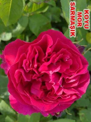  - ROSA SPP. ( Kokulu koyu mor renkli sarmaşık gül) FİDANI