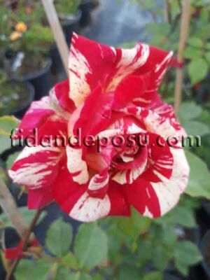 ROSA SPP. ( Kokulu TÜRKİYEM-3 sarmaşık gül) FİDANI - 