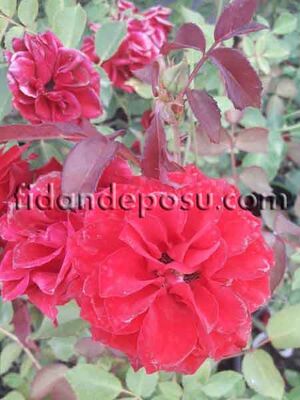 ROSA SPP. (Kokulu yıldız kırmızı gül) FİDANI - 