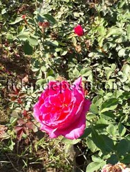 ROSA SPP. (Koyu pembe renkli gül) FİDANI - 2