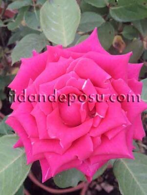 ROSA SPP. (Koyu pembe renkli gül) FİDANI - 