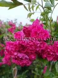  - ROSA SPP. (Koyu pembe renkli ponpon sarmaşık gül) FİDANI