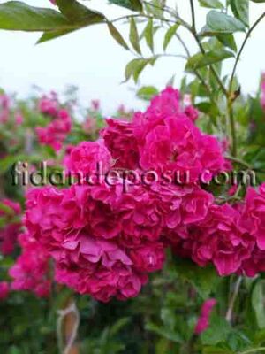 ROSA SPP. (Koyu pembe renkli ponpon sarmaşık gül) FİDANI - 