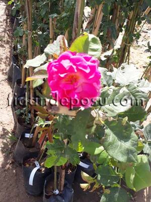 ROSA SPP. ( Isparta sarmaşık gül) FİDANI - 