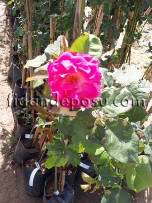  - ROSA SPP. ( Isparta sarmaşık gül) FİDANI