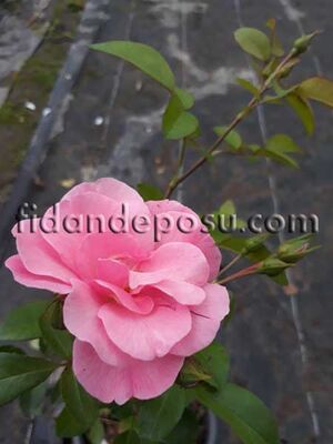  - ROSA SPP. (Pembe peyzaj gülü) FİDANI