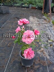 ROSA SPP. (Pembe peyzaj gülü) FİDANI - 2