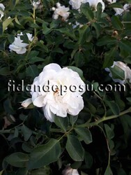 ROSA SPP. ( Beyaz renkli sarmaşık gül) FİDANI - 